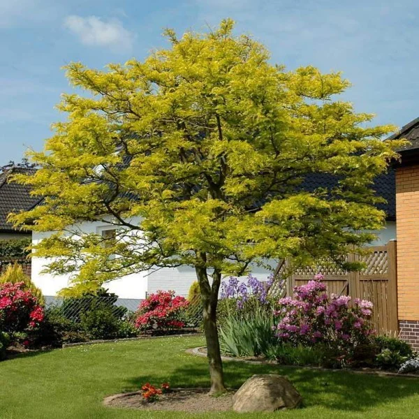 Gleditsia Triacanthos Sunburst (Valse Christusdoorn)-5