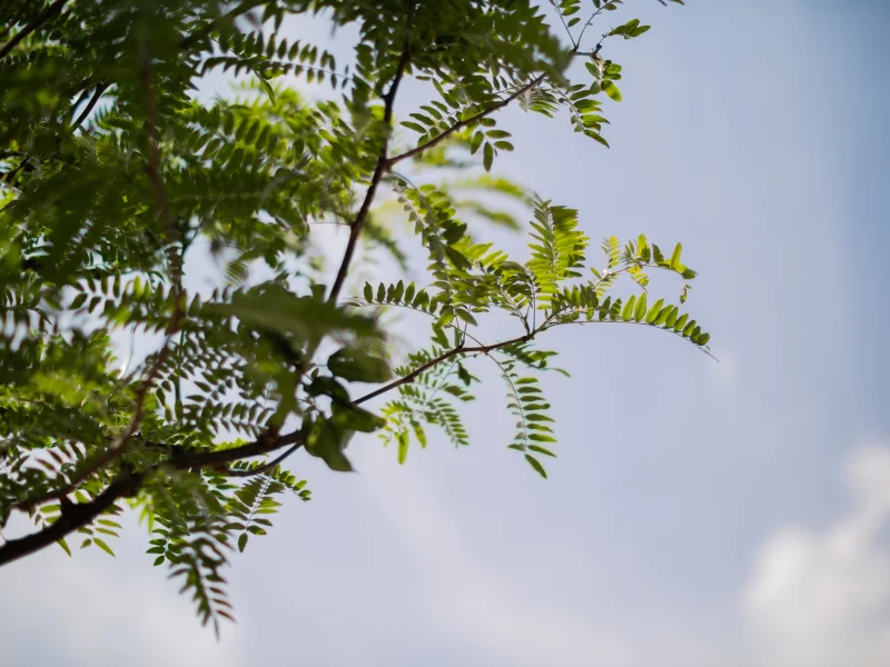 Gleditsia Triacanthos Sunburst (Valse Christusdoorn)-6