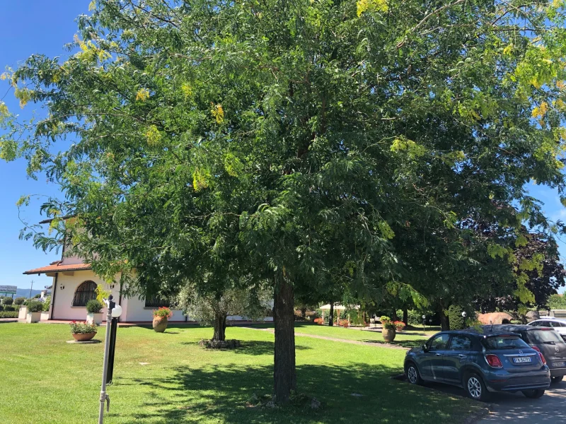 Gleditsia Triacanthos Sunburst (Valse Christusdoorn)-8