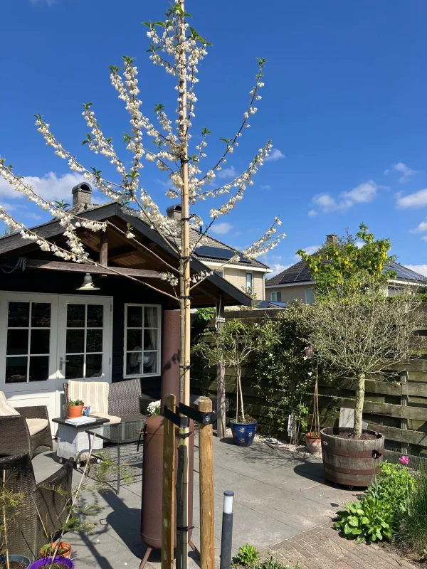 Halesia Carolina (Sneeuwklokjesboom)