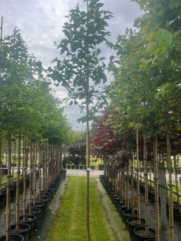 Halesia Carolina (Sneeuwklokjesboom)