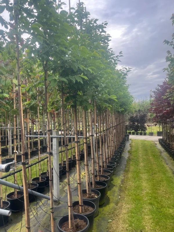 Halesia Carolina (Sneeuwklokjesboom)-3