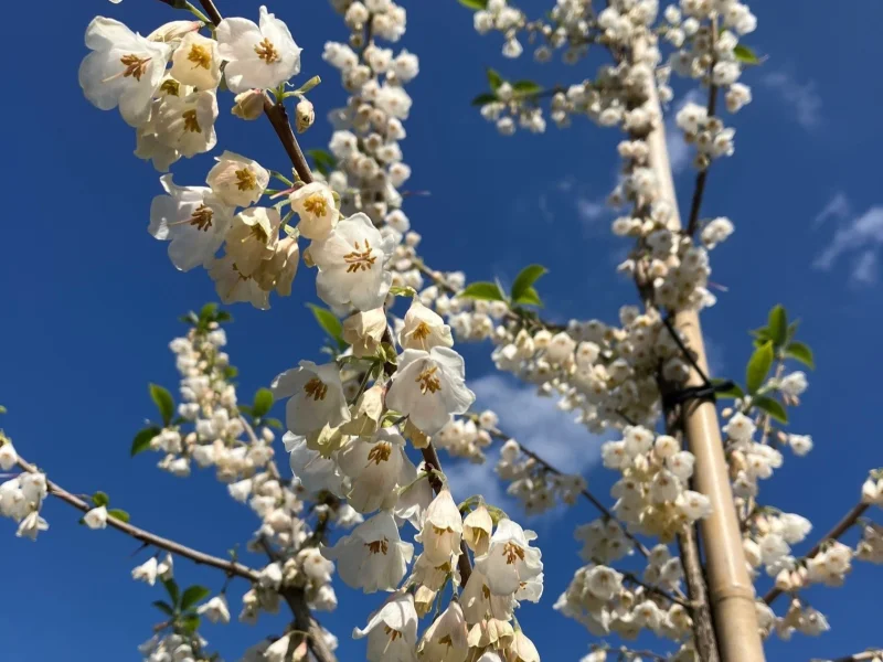 Halesia Carolina (Sneeuwklokjesboom)-4