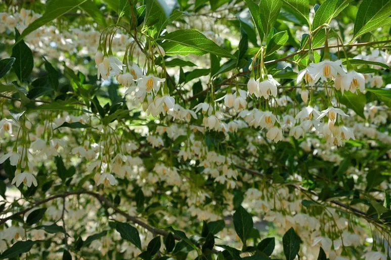 Halesia Carolina (Sneeuwklokjesboom)-5