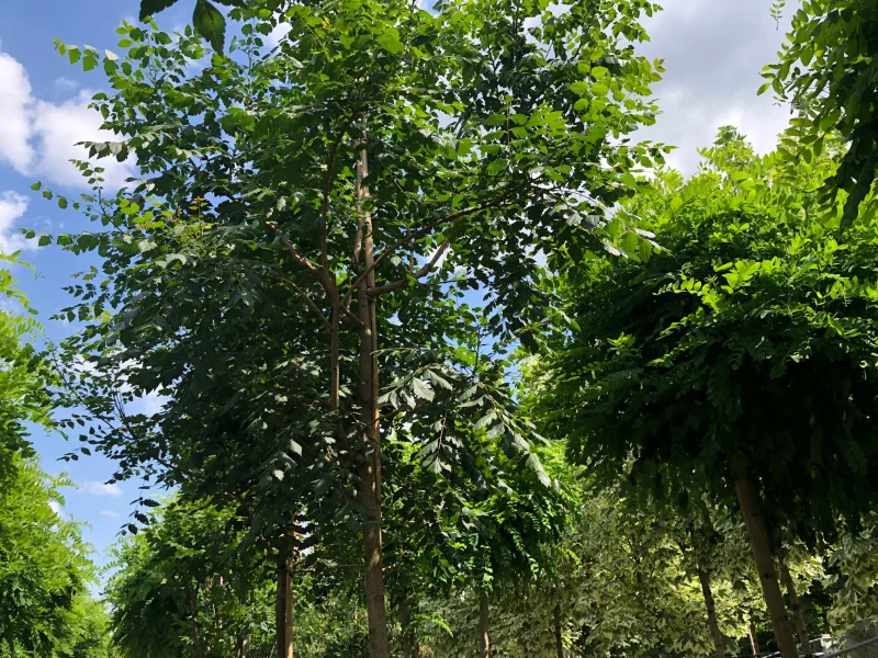 Koelreuteria Paniculata (Blazenboom/Lampionboom)-1