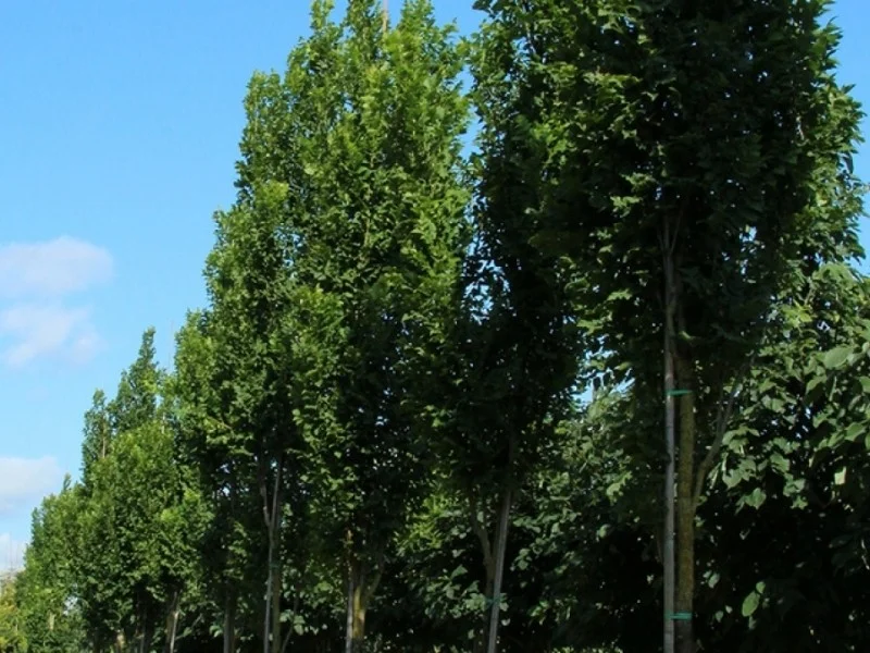 Koelreuteria Paniculata Fastigiata (Vaantjesboom)