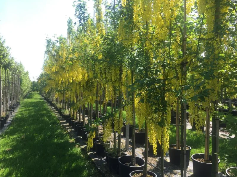 Laburnum Watereri Vossii (Goudenregen)