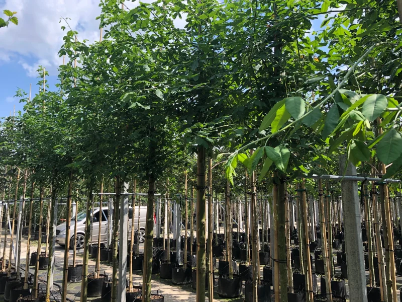 Laburnum Watereri Vossii (Goudenregen)