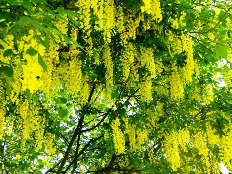 Laburnum Watereri Vossii (Goudenregen)-3
