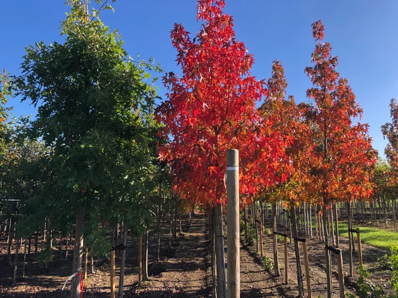 Liquidambar Styraciflua (Amberboom)-3