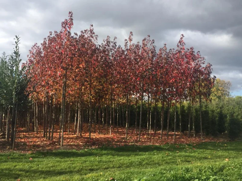 Liquidambar Styraciflua (Amberboom)-4