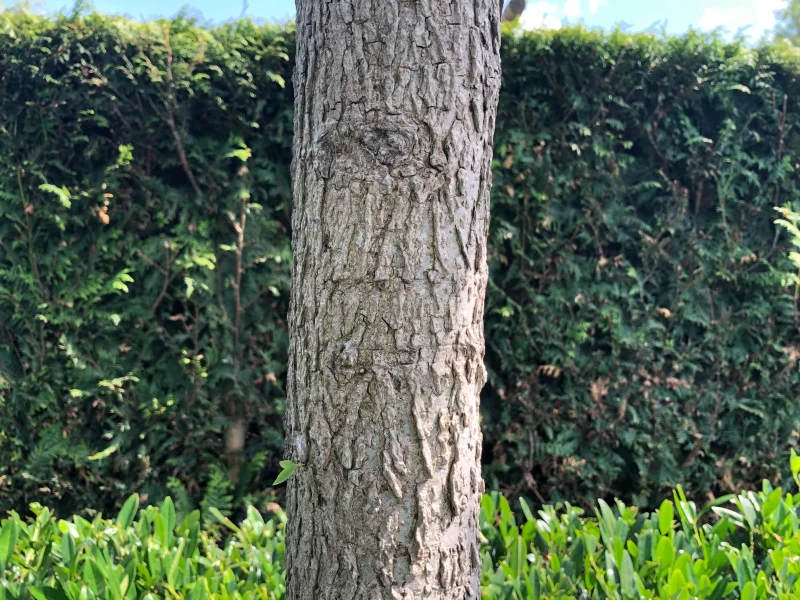 Liquidambar Styraciflua (Amberboom)-5