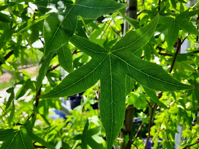 Liquidambar Styraciflua (Amberboom)-6