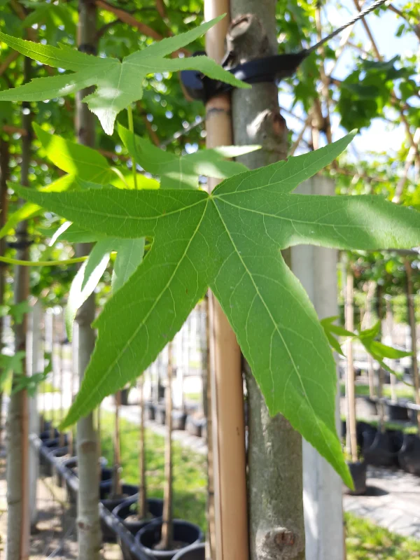 Liquidambar Styraciflua (Amberboom)-7