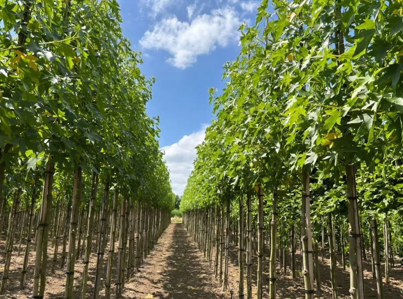 Liquidambar Styraciflua Worplesdon (Amberboom)-2