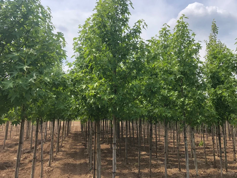 Liquidambar Styraciflua Worplesdon (Amberboom)-3