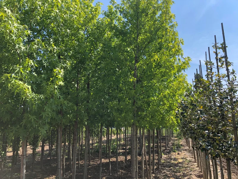 Liquidambar Styraciflua Worplesdon (Amberboom)-4