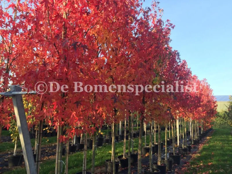 Liquidambar Styraciflua Worplesdon (Amberboom)-6