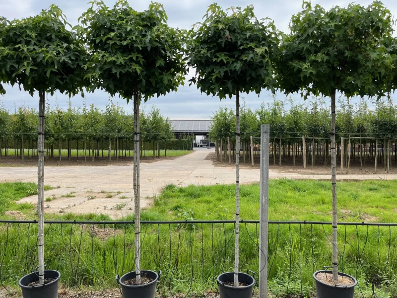 Liquidambar Styraciflua Gum Ball (Bolamberboom)