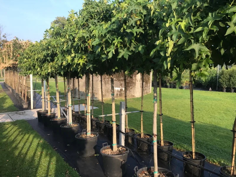 Liquidambar Styraciflua Gum Ball (Bolamberboom)