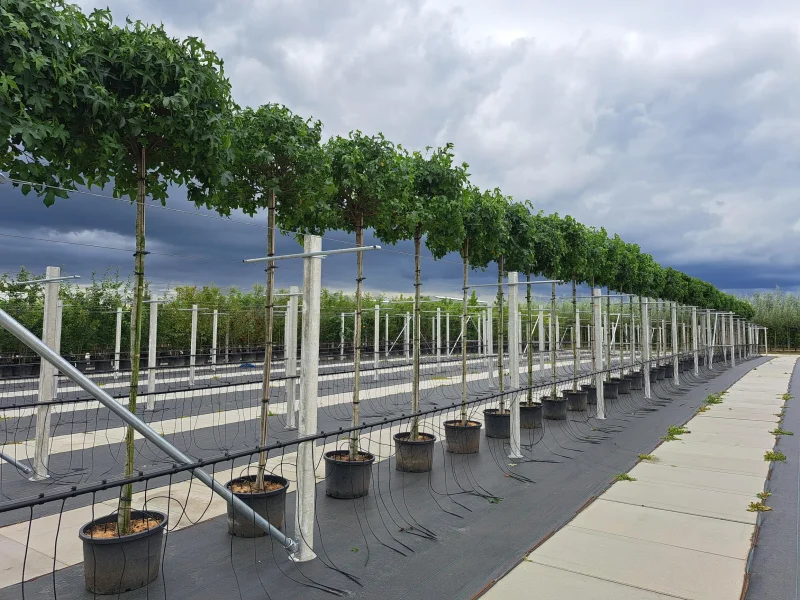 Liquidambar Styraciflua Gum Ball (Bolamberboom)-3