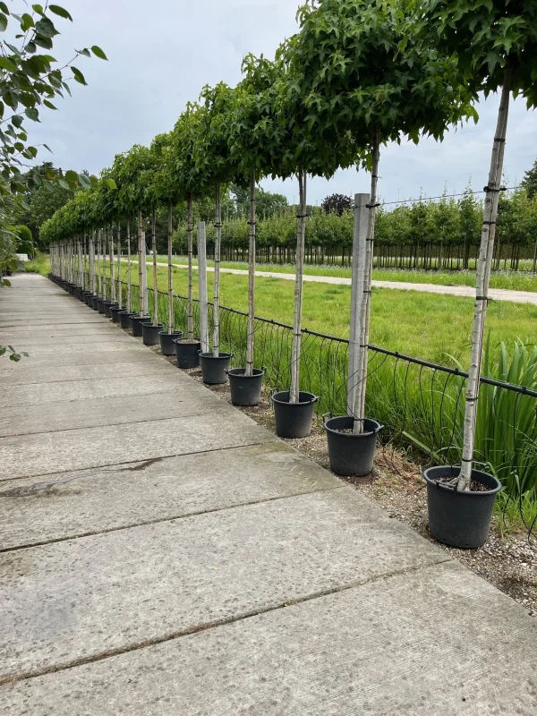 Liquidambar Styraciflua Gum Ball (Bolamberboom)-4