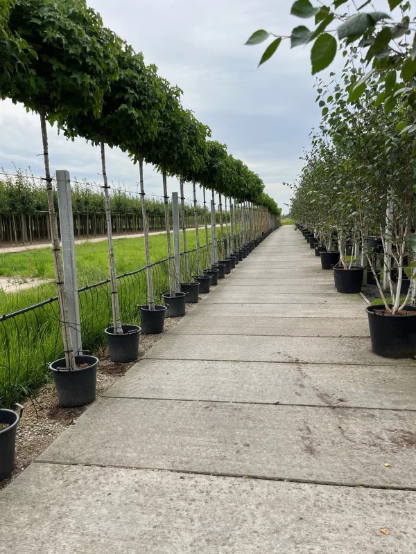 Liquidambar Styraciflua Gum Ball (Bolamberboom)-5