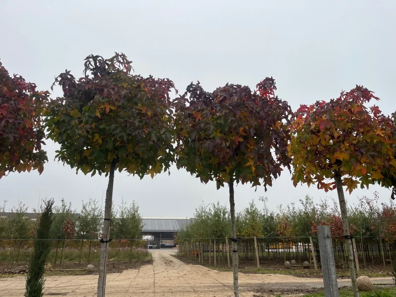 Liquidambar Styraciflua Gum Ball (Bolamberboom)-6