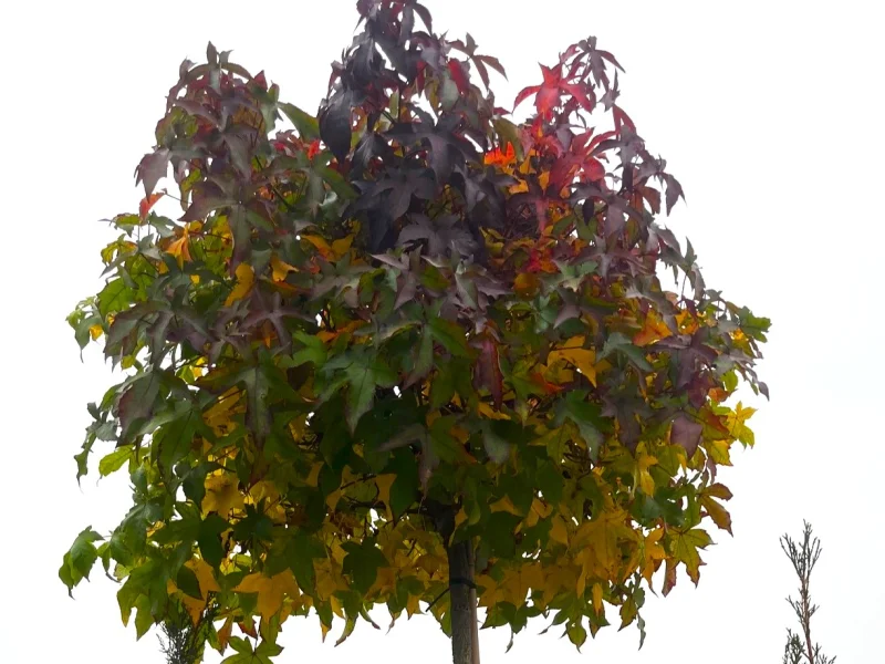 Liquidambar Styraciflua Gum Ball (Bolamberboom)-7