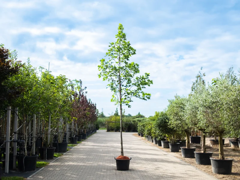Liriodendron Tulipifera (Tulpenboom)-1