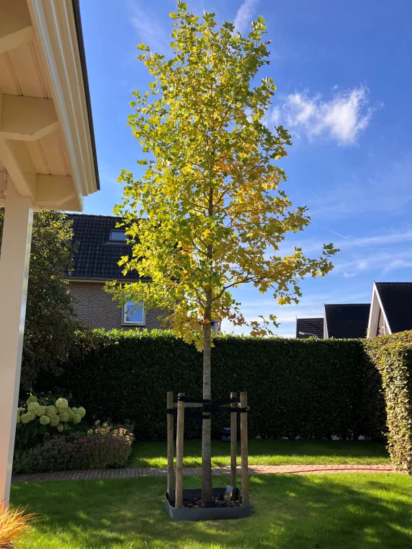 Liriodendron Tulipifera (Tulpenboom)-4