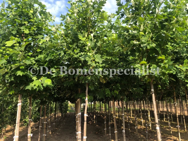 Liriodendron Tulipifera (Tulpenboom)-5