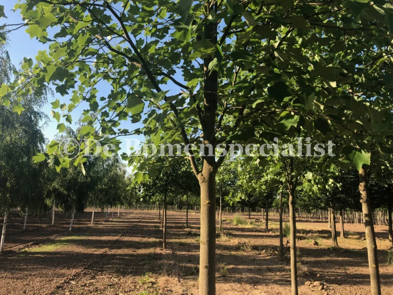 Liriodendron Tulipifera (Tulpenboom)-6