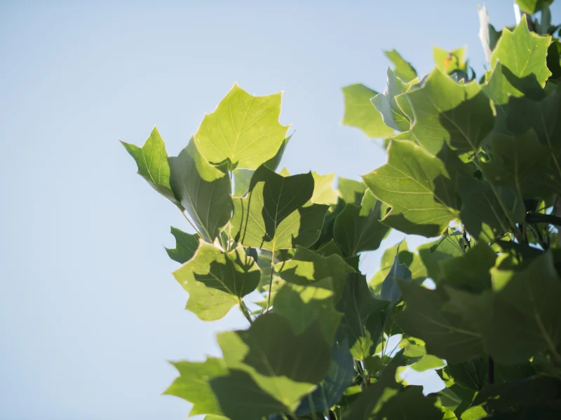 Liriodendron Tulipifera (Tulpenboom)-7