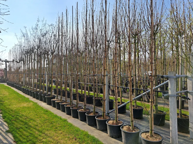 Liriodendron tulipifera Fastigiatum (Tulpenboom)-3