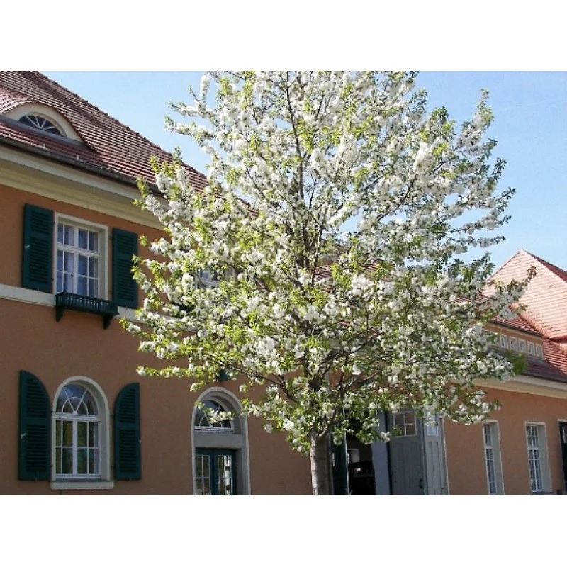 Magnolia Kobus (Valse Tulpenboom / Beverboom)