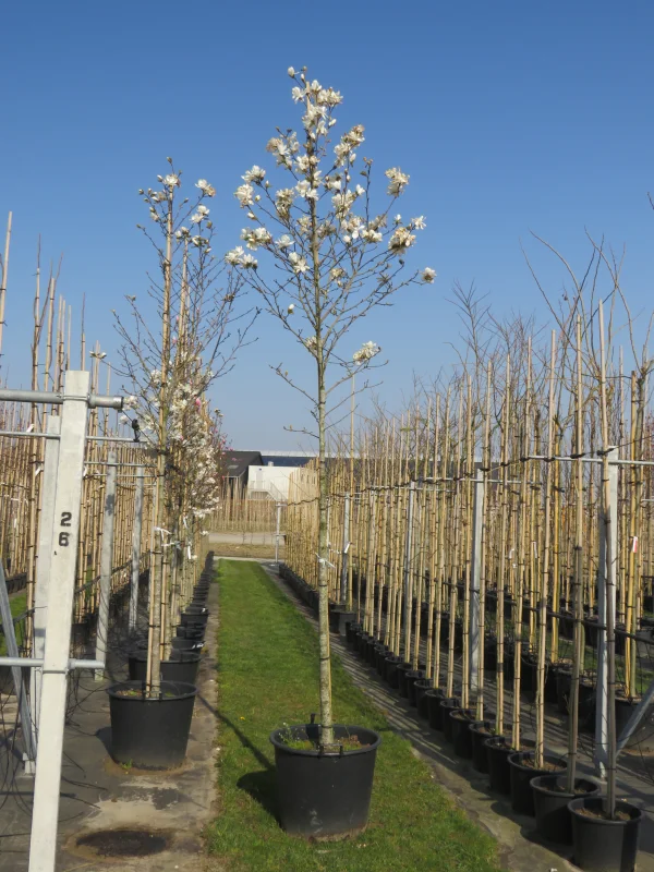 Magnolia Kobus (Valse Tulpenboom / Beverboom)