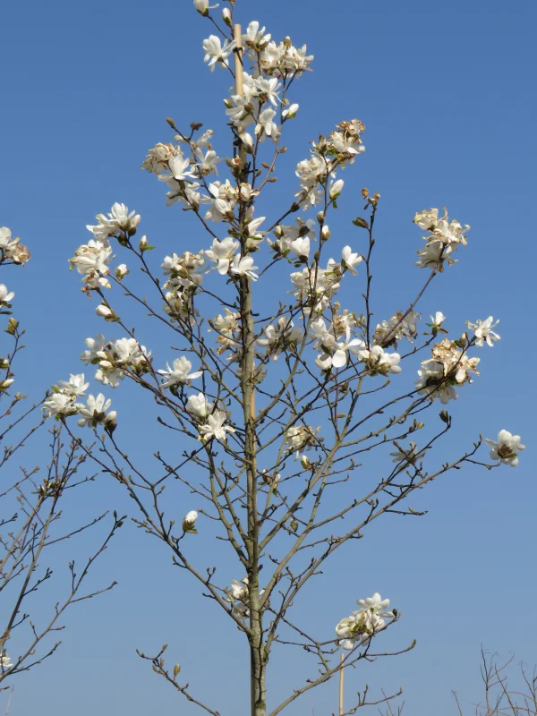 Magnolia Kobus (Valse Tulpenboom / Beverboom)-3