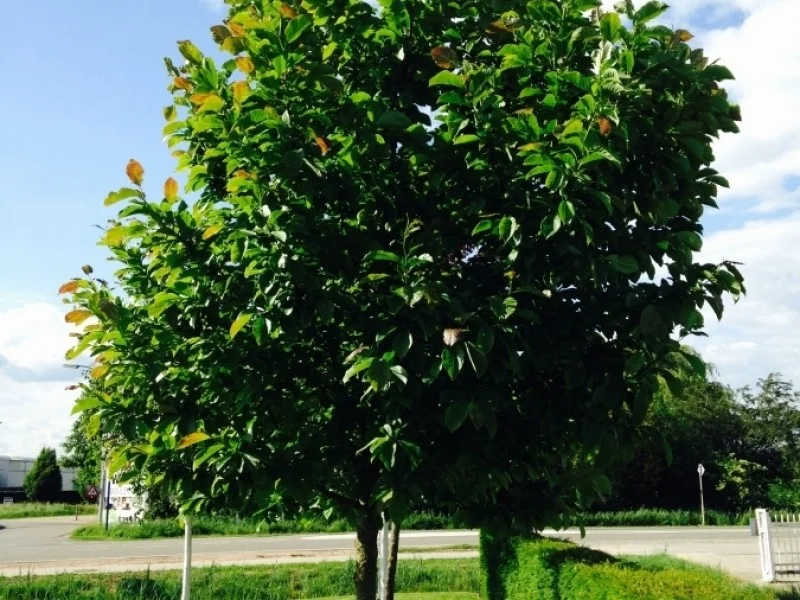 Magnolia Kobus (Valse Tulpenboom / Beverboom)-6