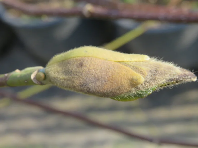 Magnolia Kobus (Valse Tulpenboom / Beverboom)-7