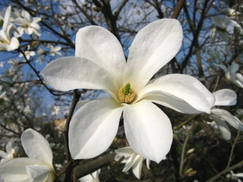 Magnolia Kobus (Valse Tulpenboom / Beverboom)-10