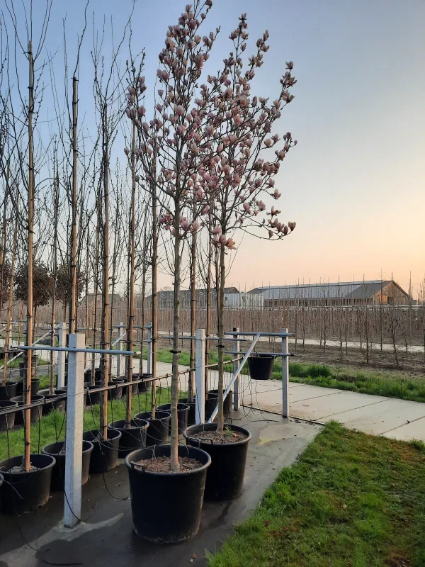 Magnolia Soulangeana (Biberbaum / Tulpenbaum)