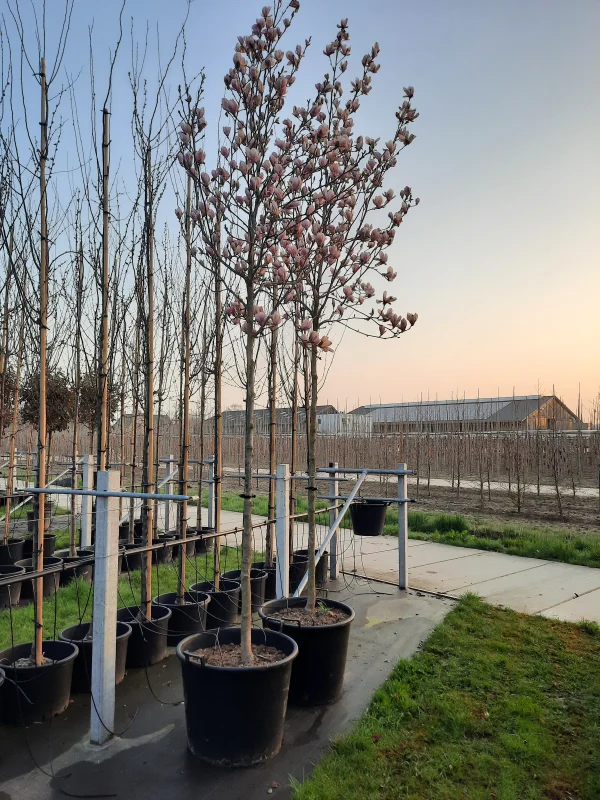 Magnolia Soulangeana (Tulpenboom / Beverboom)