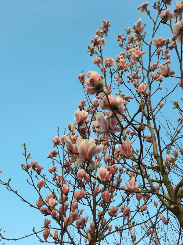 Magnolia Soulangeana (Tulpenboom / Beverboom)-3