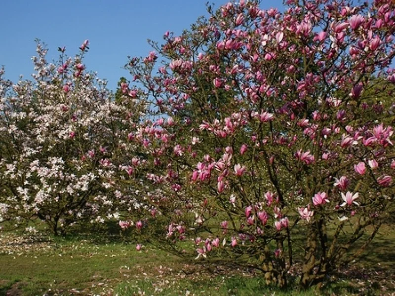 Magnolia Spectrum (Tulpenboom / Beverboom)-1