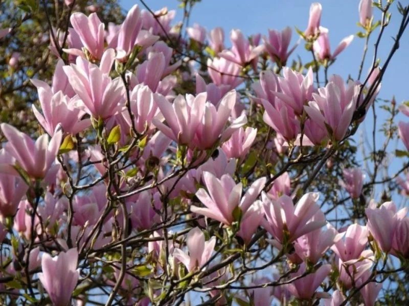 Magnolia Heaven Scent (Tulpenboom / Beverboom)-1