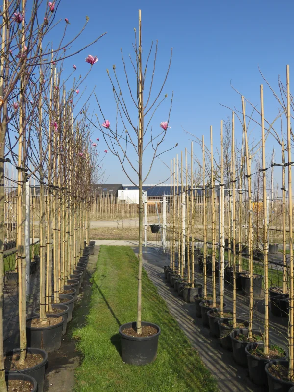 Magnolia Heaven Scent (Tulpenboom / Beverboom)-2
