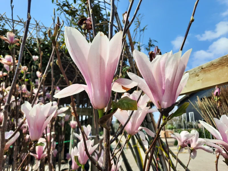 Magnolia Heaven Scent (Tulpenboom / Beverboom)-6