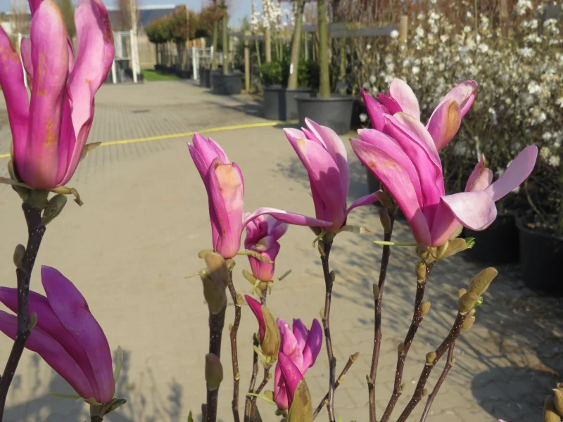 Magnolia Susan Boom (Valse Tulpenboom / Beverboom)