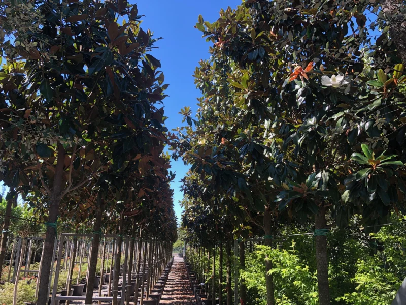 Magnolia Grandiflora (Groenblijvende Tulpenboom / Beverboom)